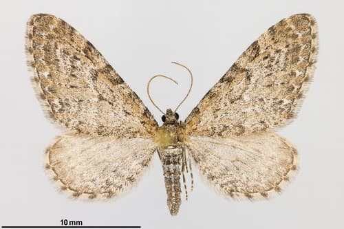Satyr Pug Moth