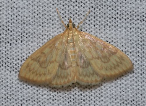 Saw-toothed Crocidophora Moth