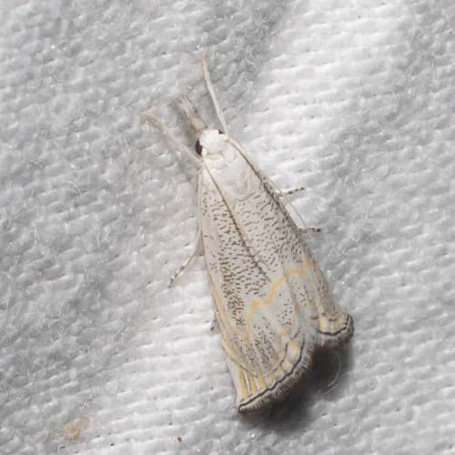 Scaled Haimbachia Moth