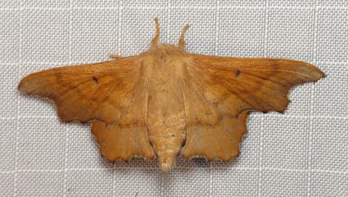 Scalloped Sack-bearer Moth