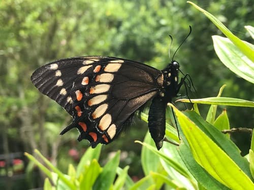 Scamander Swallowtail