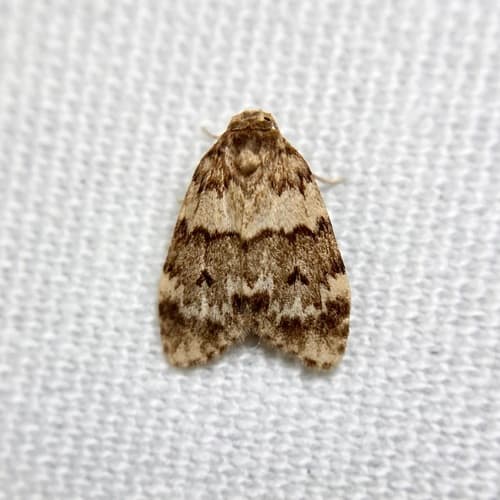 Scaphidriotis xylogramma