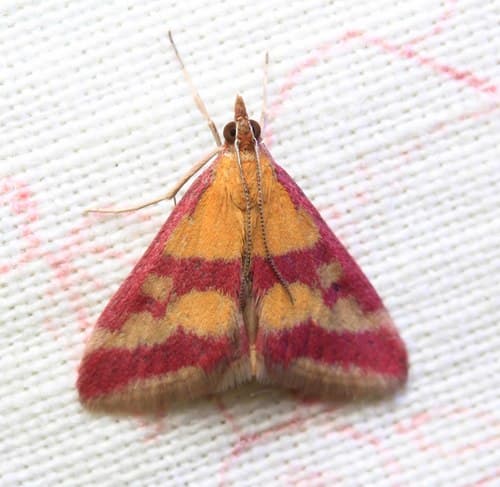 Scarce Crimson and Gold