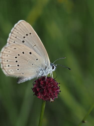 Scarce Large Blue