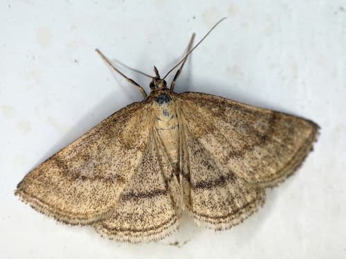 Scarce Marsh Pearl