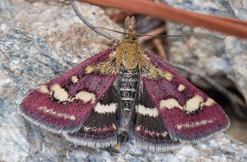 Scarce Purple and Gold