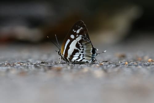 Scarce Silverstreak Blue