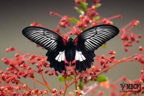Scarlet Mormon Swallowtail