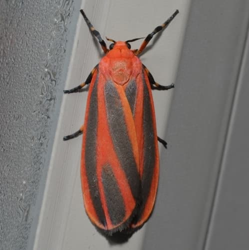 Scarlet-winged Lichen Moth