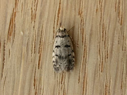 Scatochresis episema