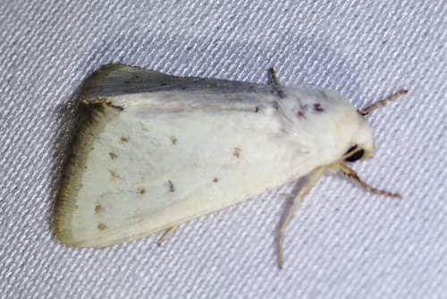 Luxa Flower Moth