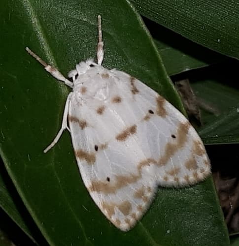 No widely recognized common name