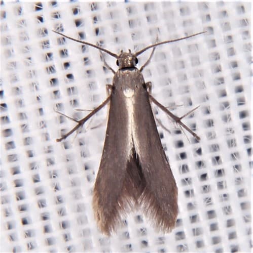 Schreckensteinia erythriella