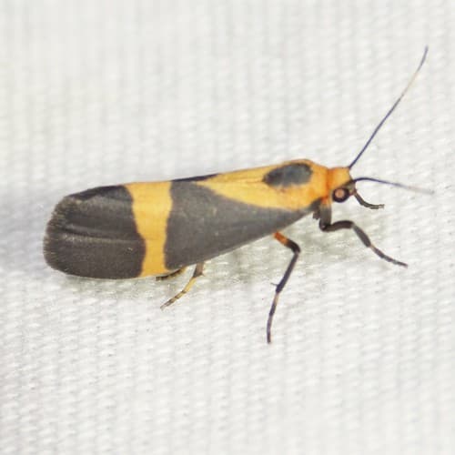 Schwarz’s Lichen Moth
