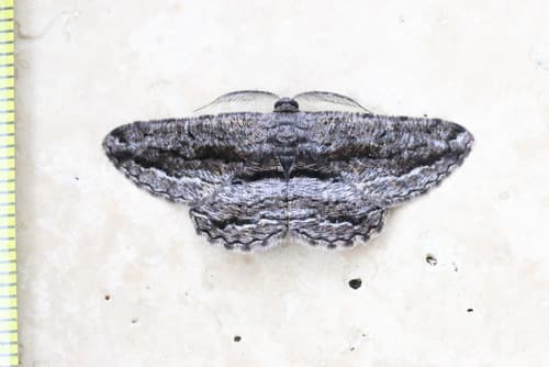 Scioglyptis canescaria