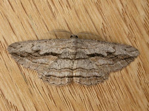 Scioglyptis loxographa