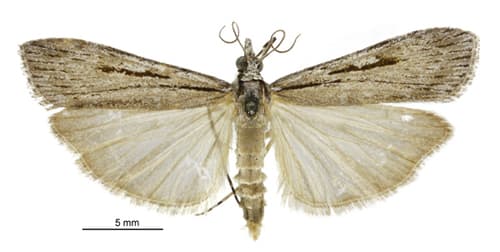 Scoparia indistinctalis
