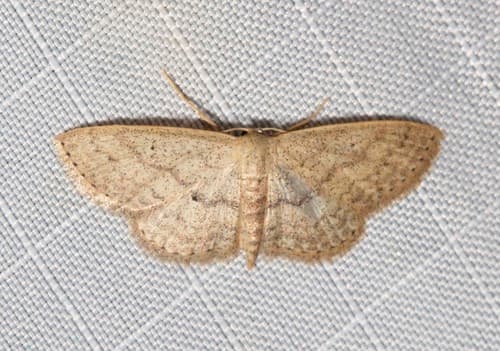 Scopula hypochra