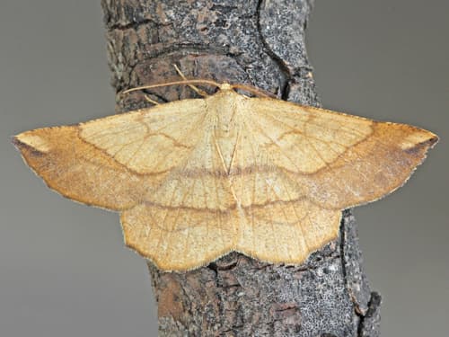 Scrub Euchlaena Moth