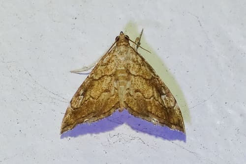 Scybalistodes periculosalis