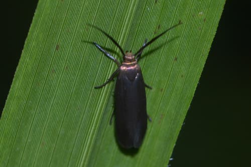 Scythris fuscicomella