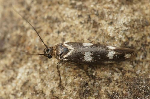 Scythris scopolella