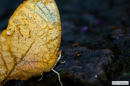 Seasonal Leafwing