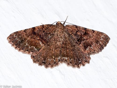 No widely accepted common name