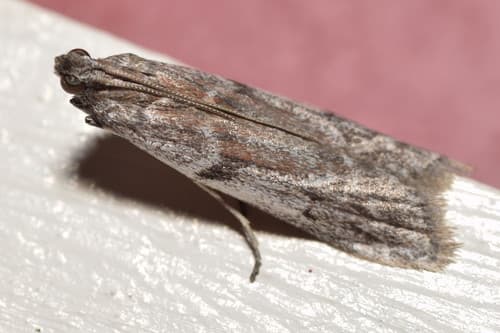 Senecio blue stem borer