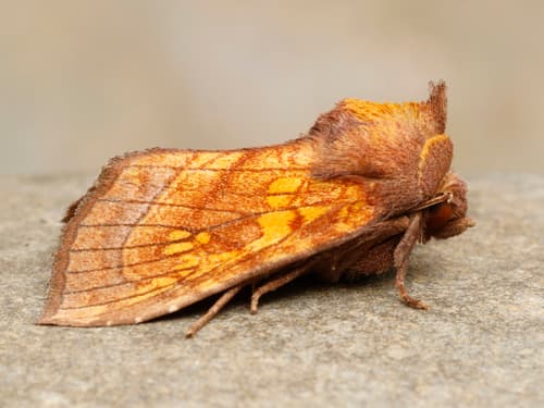 Sensitive Fern Borer Moth