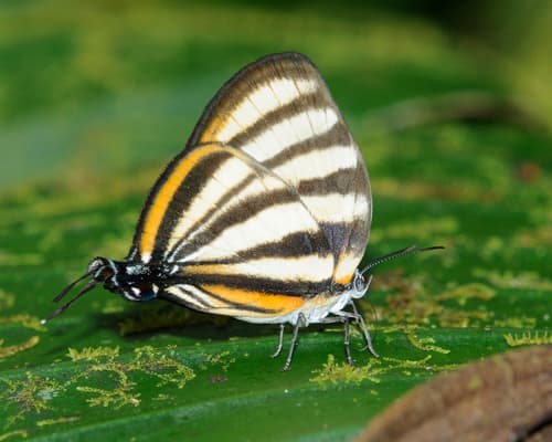 Separated Stripestreak