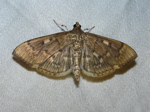 Serpentine Webworm Moth