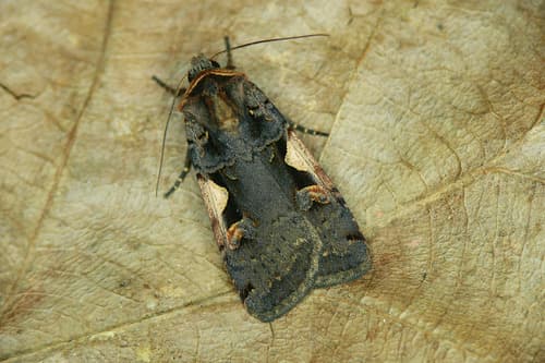 Setaceous Hebrew Character