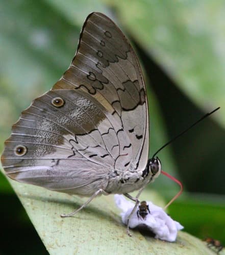 Shaded-blue Leafwing