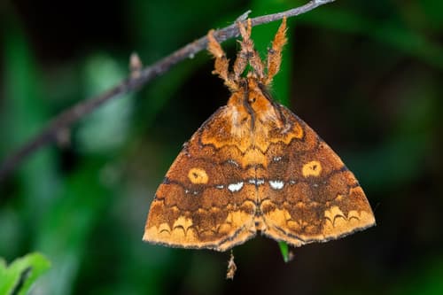 Shag Carpet Caterpillar Moth