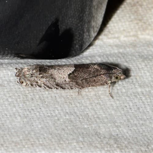 Shagbark Hickory Leafroller Moth