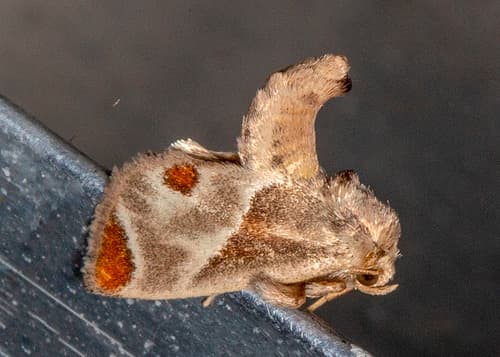 Shagreened Slug Moth