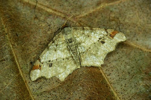 Sharp-angled Peacock Moth