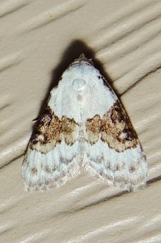 Sharp-blotched Nola Moth