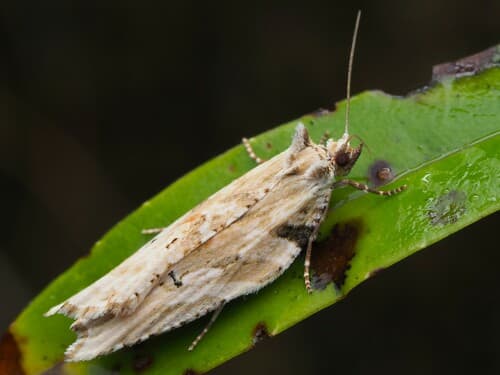 Sharp-Tipped Bell Moth