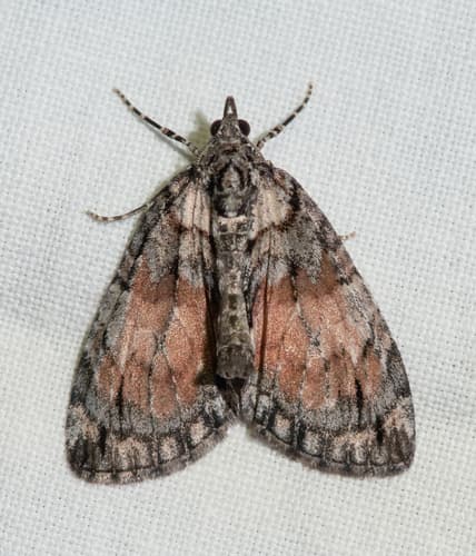 Shattered Hydriomena Moth