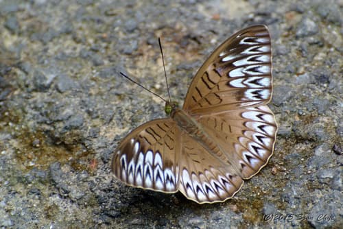 Short-banded Viscount