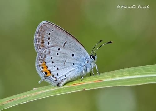 Short-tailed Blue