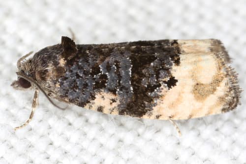 Shoulder-spot Marble