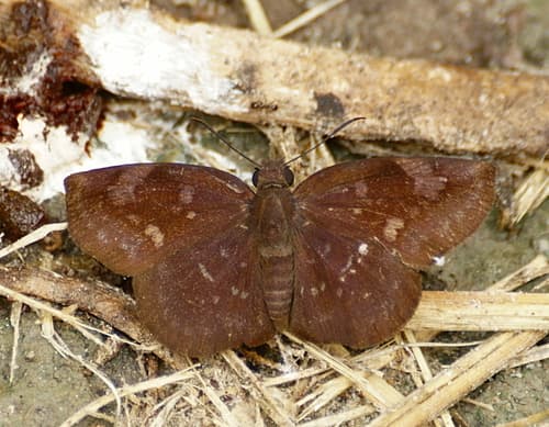 Sickle-winged Skipper