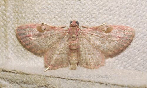 Sigilliclystis kendricki