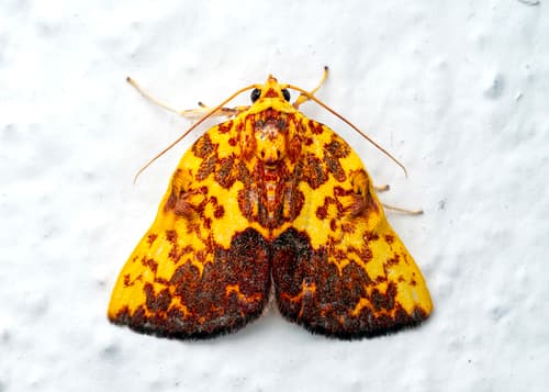 Siglophora ferreilutea