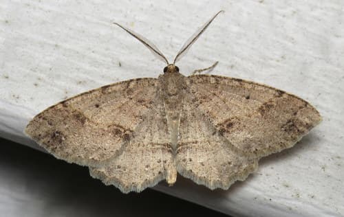Signate Melanolophia Moth