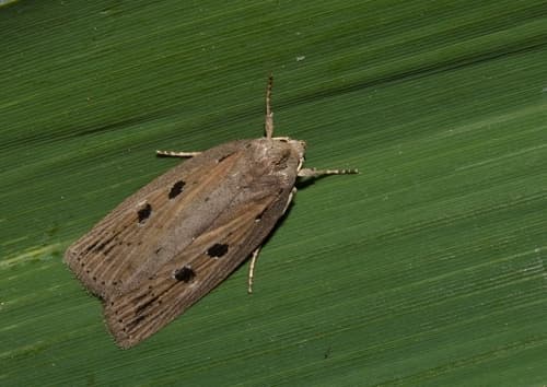 Silky Wainscot