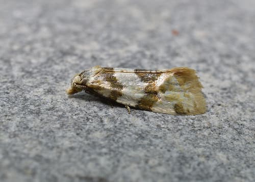 Silver-bordered Aethes
